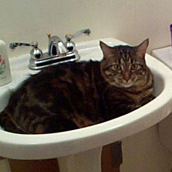 Cats in Sinks