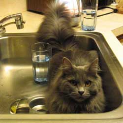 Cats in Sinks
