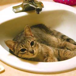 Cats in Sinks