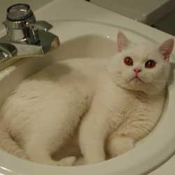 Cats in Sinks