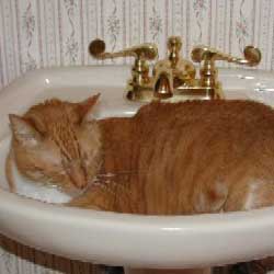Cats in Sinks