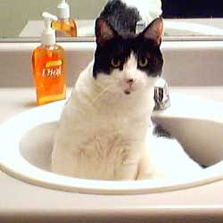 Cats in Sinks