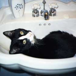 Cats in Sinks