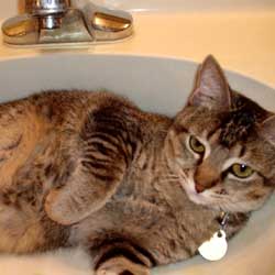Cats in Sinks