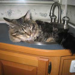 Cats in Sinks