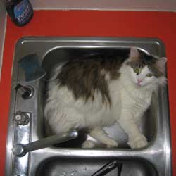 Cats in Sinks