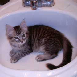 Cats in Sinks