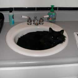 Cats in Sinks