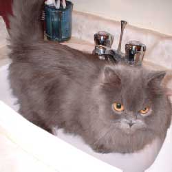 Cats in Sinks