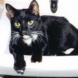 Cats in Sinks