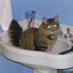 Cats in Sinks