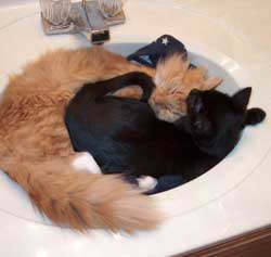 Cats in Sinks
