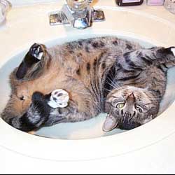 Cats in Sinks