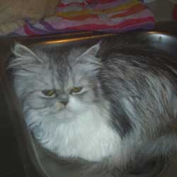 Cats in Sinks