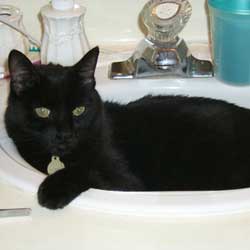 Cats in Sinks