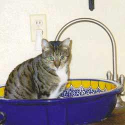 Cats in Sinks