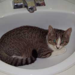 Cats in Sinks