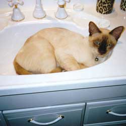 Cats in Sinks