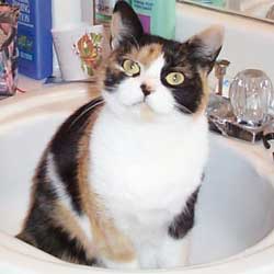Cats in Sinks