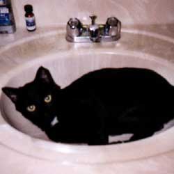Cats in Sinks