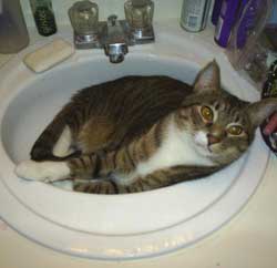 Cats in Sinks