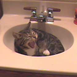 Cats in Sinks