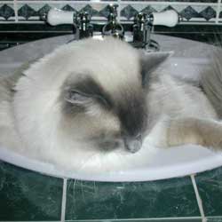 Cats in Sinks