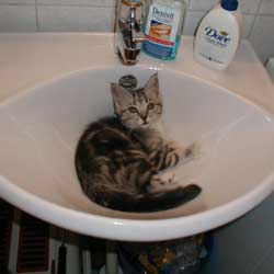 Cats in Sinks