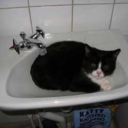 Cats in Sinks