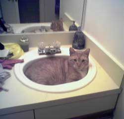 Cats in Sinks