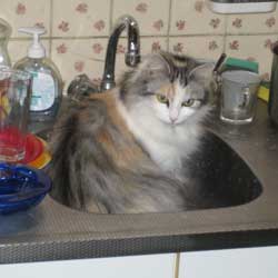 Cats in Sinks