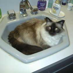 Cats in Sinks