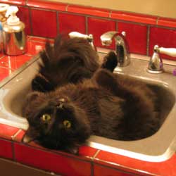 Cats in Sinks