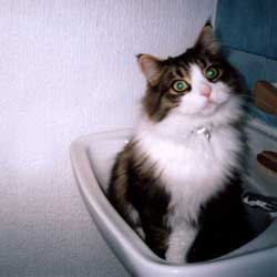 Cats in Sinks