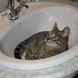 Cats in Sinks