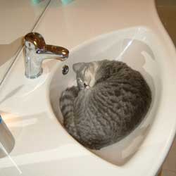 Cats in Sinks