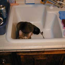 Cats in Sinks
