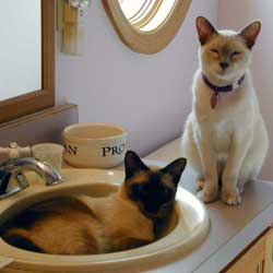 Cats in Sinks