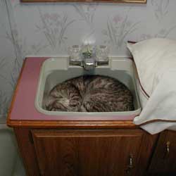 Cats in Sinks