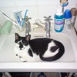 Cats in Sinks
