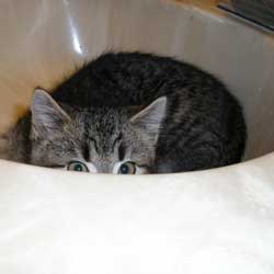 Cats in Sinks