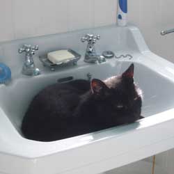 Cats in Sinks