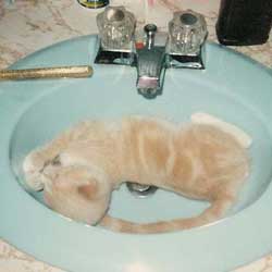 Cats in Sinks