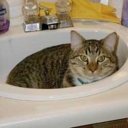 Cats in Sinks