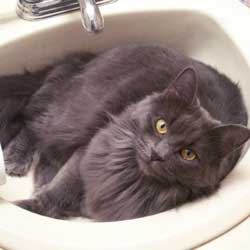 Cats in Sinks