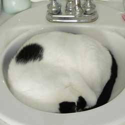 Cats in Sinks