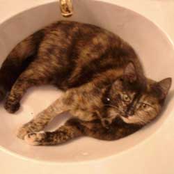 Cats in Sinks