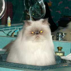 Cats in Sinks