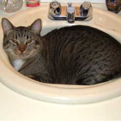 Cats in Sinks