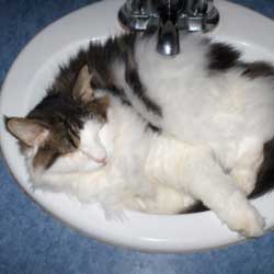 Cats in Sinks